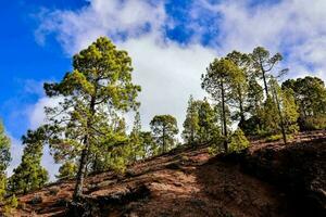 alberi nella foresta foto