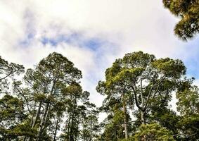 sfondo con alberi foto