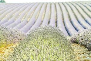 un' campo con fiori foto