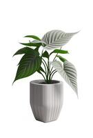 bellissimo ornamentale pianta nel vaso di fiori isolato su bianca. casa decorazione, generativo ai foto