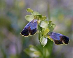 ophrys phaidra primo piano foto