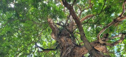 bellissimo albero Visualizza con sole raggi su soleggiato giorno nel foresta foto