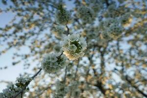 fioritura ciliegia albero. bianca fioritura fiori su il grande ciliegia albero. bellissimo bianca fiori. foto