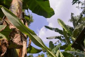 Visualizza di Banana alberi nel il giardino durante un' soleggiato giorno foto