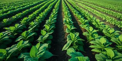 il pianta campo con ai generato. foto