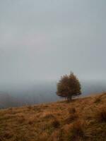 solitario autunno albero contro nebbioso montagna pendenza nel crepuscolo. buio la foto