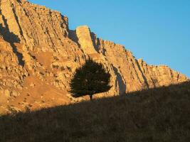 solitario albero su un' scogliera il roccia presto mattina. verde albero in crescita su superiore di il roccia. alta altitudine altopiano. contrastante Visualizza con in profondità ombre. foto