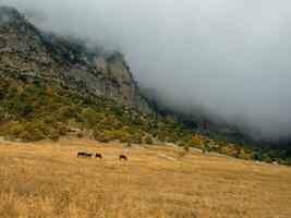 un' mandria di cavalli su il sfondo di un' montagna picco. beautifu foto