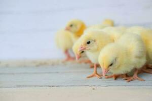 avvicinamento di giallo polli su il pavimento, bellissimo giallo poco polli , gruppo di giallo polli foto