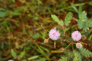 mimosa pudica con miele ape volare foto