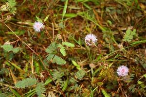 mimosa pudica con miele ape volare foto