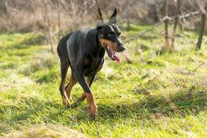 doberman giocando all'aperto foto