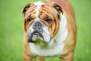 ritratto di inglese bulldog foto