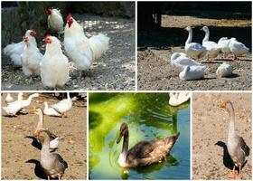 uccello nel zoo collage foto