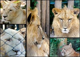 gatto collage nel zoo foto