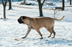 cane in esecuzione su il neve foto