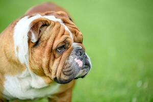 ritratto di inglese bulldog foto