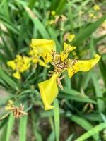 un' pianta con giallo fiori e verde le foglie foto