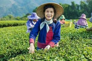 gruppo di anziano asiatico donna nel tradizionale stoffa raccolta fresco tè partire nel il mattina nel sua collina lato tè agricoltura e piantagione attività commerciale. foto