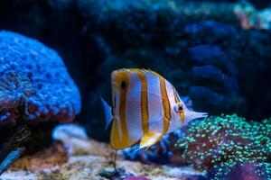 pesce nel il oceano. un' gregge di pesce nel il mare, acquario. acquario colorato pesce nel buio blu acqua. foto di tropicale pesce su un' corallo scogliera.