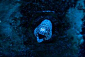 pesce nel il oceano. un' gregge di pesce nel il mare, acquario. acquario colorato pesce nel buio blu acqua. foto di tropicale pesce su un' corallo scogliera.