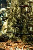 pesce nel il oceano. un' gregge di pesce nel il mare, acquario. acquario colorato pesce nel buio blu acqua. foto di tropicale pesce su un' corallo scogliera.