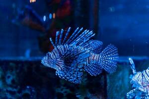 pesce nel il oceano. un' gregge di pesce nel il mare, acquario. acquario colorato pesce nel buio blu acqua. foto di tropicale pesce su un' corallo scogliera.