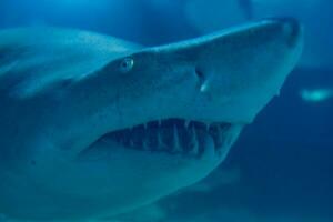 grande bianca squalo vicino su sparo. il squalo nuoto nel grande acquario. squalo pesce, Toro squalo, marino pesce sott'acqua. foto