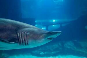 grande bianca squalo vicino su sparo. il squalo nuoto nel grande acquario. squalo pesce, Toro squalo, marino pesce sott'acqua. foto