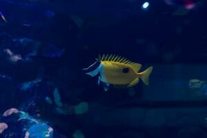 pesce nel il oceano. un' gregge di pesce nel il mare, acquario. acquario colorato pesce nel buio blu acqua. foto di tropicale pesce su un' corallo scogliera.