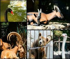 animale nel zoo collage foto