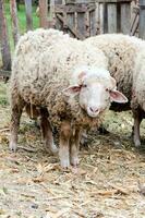 arrabbiato montone su azienda agricola foto