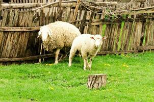 pecore su il azienda agricola foto