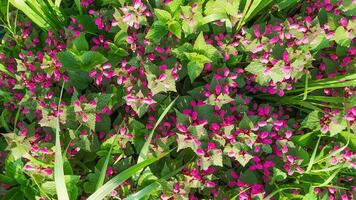 rosa fiori di macchiato ortica lamium maculato. medicinale impianti nel il giardino. viola fioritura impianti raccogliere su un' estate giorno. orizzontale telaio. foto