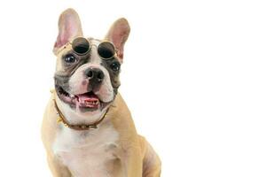 carino francese bulldog indossare bicchieri e seduta isolato foto
