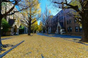 ginkgo le foglie su strada, autunno stagione nel Giappone foto