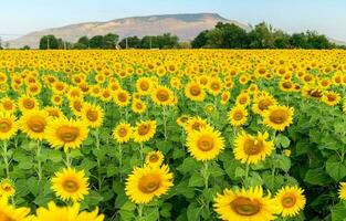 bellissimo girasole campo su estate a lop buri foto