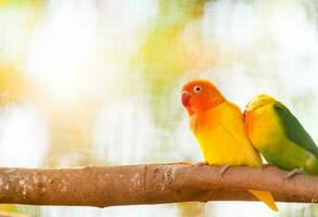 pappagallino verde africano pappagalli seduta insieme su un' albero foto