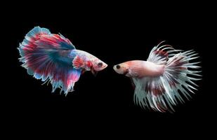 betta splendens isolato su nero sfondo, animale concetto. foto