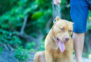 americano fossa Toro cane sensazione stanco e annoiato foto