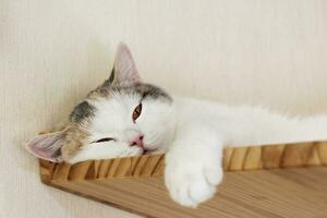 ritratto bianca gatto dormire nel gatto casa foto