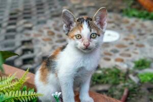 adorabile gatto fissando a il telecamera foto