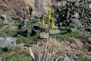 fauna e flora di il isola di nonna canaria nel il atlantico oceano foto