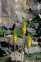 fauna e flora di il isola di nonna canaria nel il atlantico oceano foto