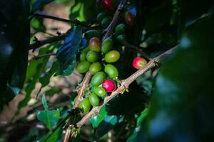 fresco caffè fagioli su albero nel Indonesia caffè piantagione. foto