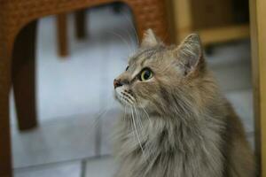 grigio gatto con verde occhi sembra per il lato su il pavimento foto