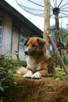 cane nel il Giardino dietro la casa foto