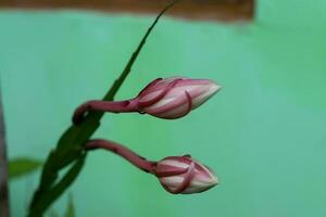 Regina di il notte fiore nel il Giardino dietro la casa foto