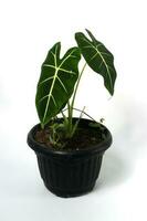 alocasia pianta su bianca sfondo foto