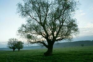 solitario albero nel il riso campo con riflessione nel acqua. grande albero nel un' verde campo a tramonto. bellissimo primavera paesaggio. foto